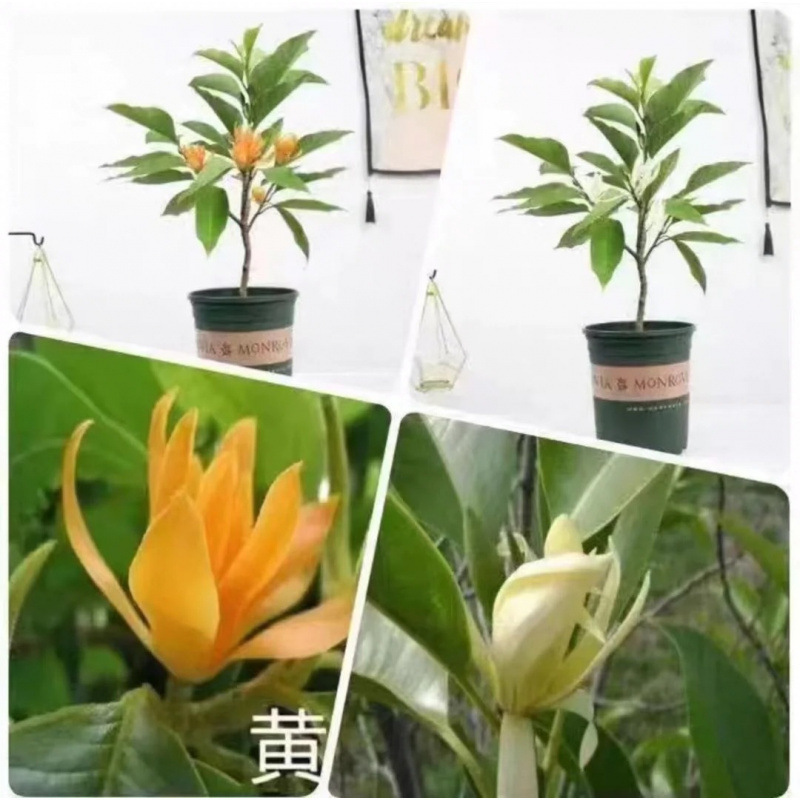 白蘭鉢植え、オーブンマグノリア苗木、つぼみ付き黄角蘭、屋内中庭、四季咲きの香りの強い花|undefined