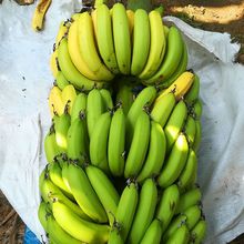 批发香蕉云南高山香蕉蕉皇帝蕉海南广西香蕉厂家厂家直销一件代发