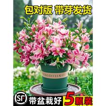 ��ˮ�ٺϻ��N�������M���ذ�ͥԺ���B�ļ��_����Gֲ�ﻨ�ܷN����