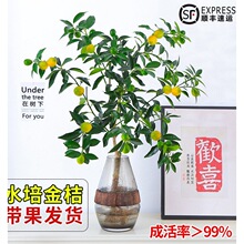 ˮ��ֲ���ۘ����Կ�ʳ�Î�����Ƥ���Ә������҃����滨�ܾGֲ��