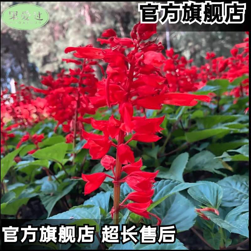 Una cadena de semillas rojas cadena de semillas rojas resistente a altas temperaturas resistente a la sequía flores polvo largo blanco púrpura mezcla jardín en maceta semillas de plantas mar de flores