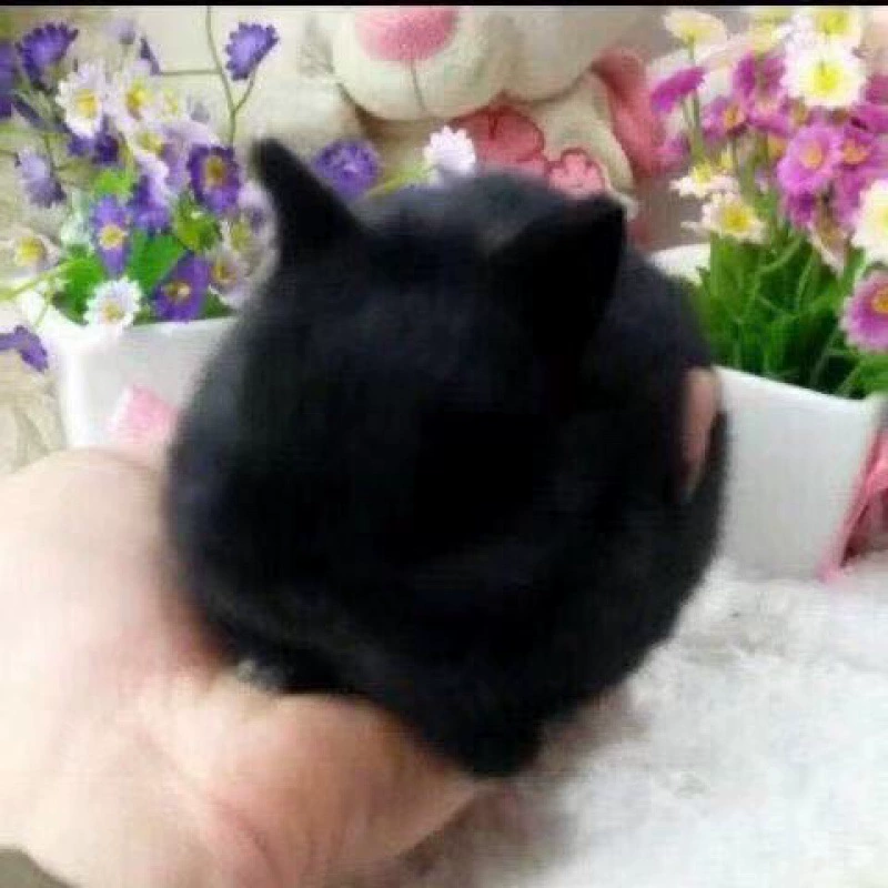 Маленькая зайчиха для принцессы, панда, белый кролик, домашнее животное