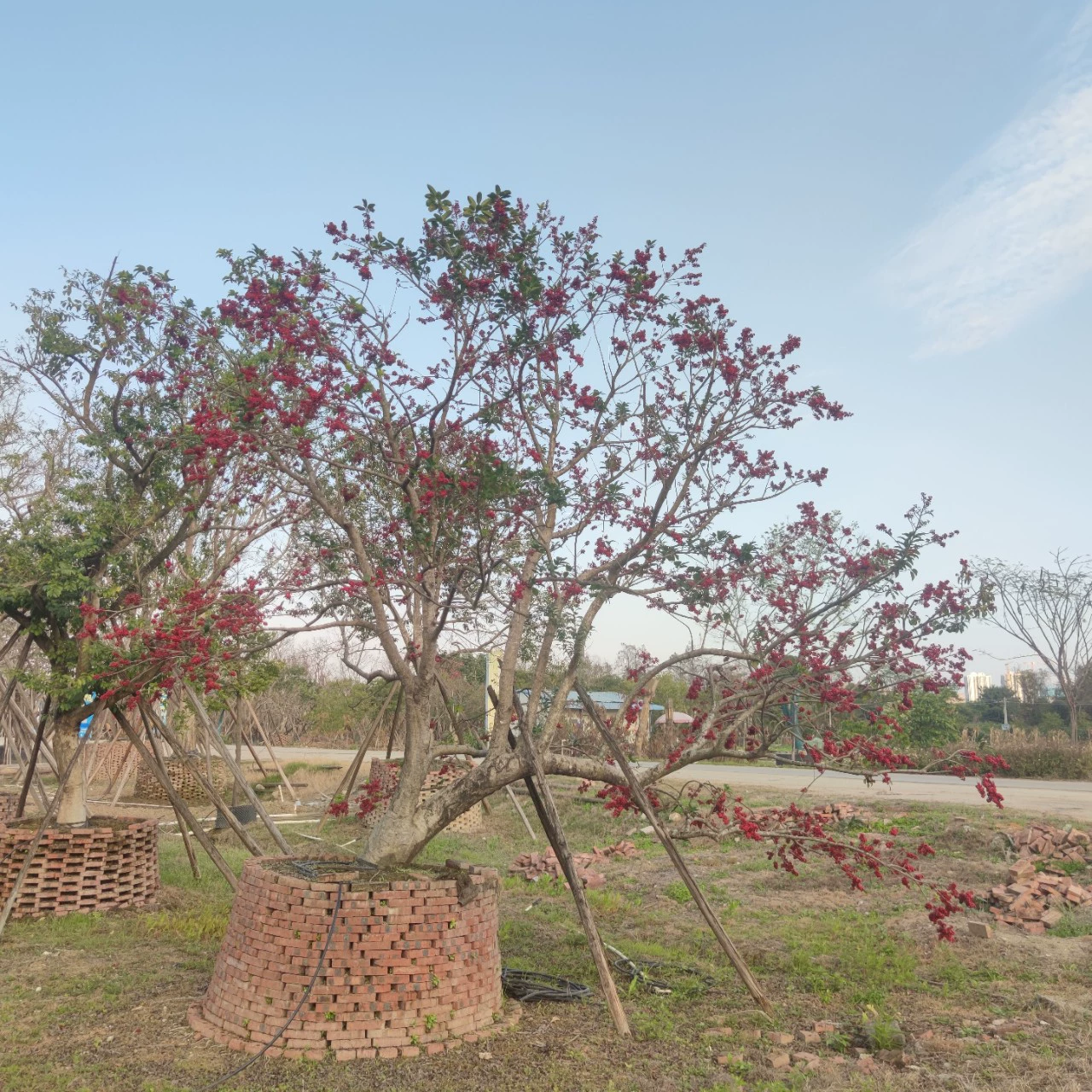 230202 поставляет несколько ветвей косого красного фруктового падуба железного падуба