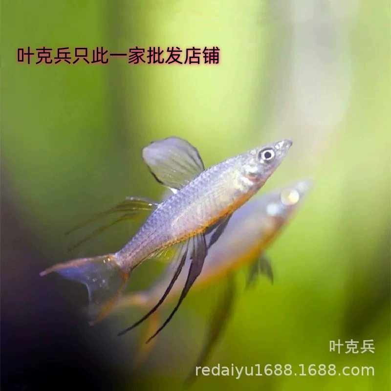 Оптовая продажа в Шанхае, маленькая тропическая декоративная рыба-русалка, аквариум для водных растений, группа плавающих легких рыб, рыба-ласточка, русалка