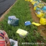 基地水生观赏彩叶草花