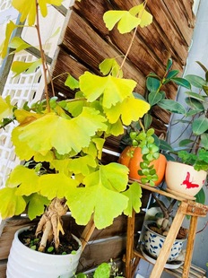 Ginkgo Miniature Bonsai White Fruit Tree Pile Potted Flower Sketch Foliage Plant Bonsai Desk Bonsai Wenwo
