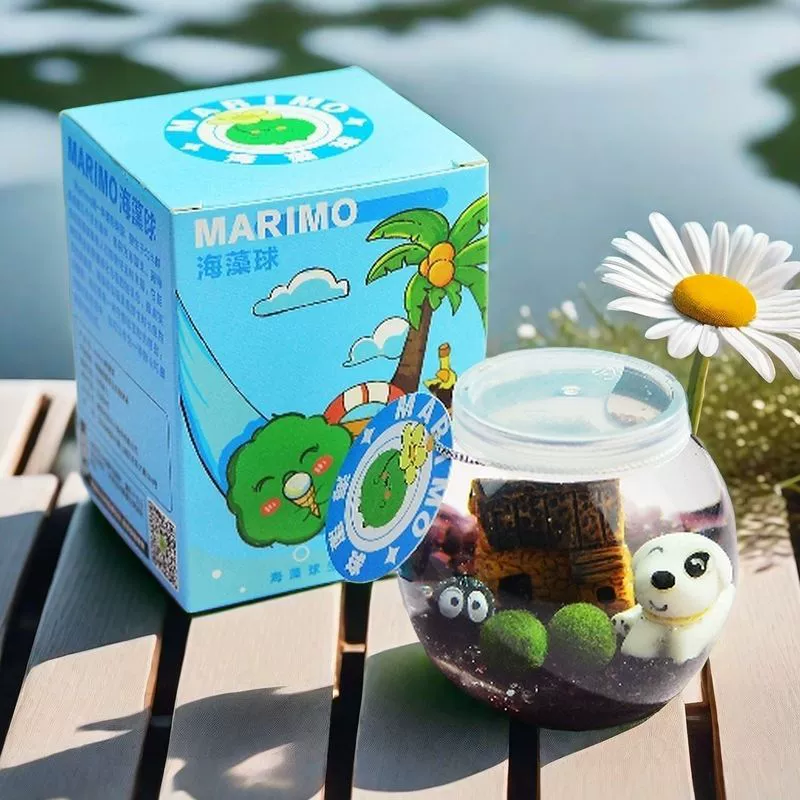 Маримо маленький шарик водоросли экологическая бутылка микрорека настольный гидропонный набор растений подарок полный набор хлореллы питомцев