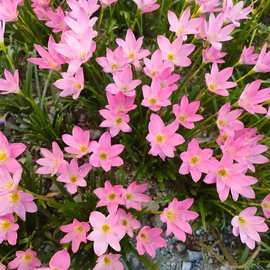 风雨兰种球粉色风雨兰植物盆栽球根花四季开花绿植韭菜球苗风雨兰