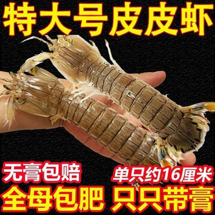 ƤƤ�r�r�������r���r���l���r����ȫĸ�ش�ƤƤ�r���rһ�������l