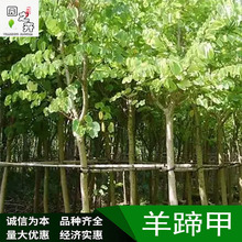深圳基地 羊蹄甲批发 多规格羊蹄甲 工程绿化苗木