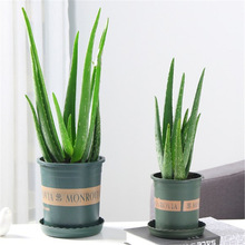 �J�C���Զ���ֲ�� �k����ˮ������ ����ȩ���ݿ�ʳ�þGֲ