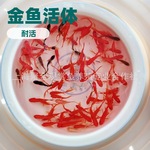 小金鱼活鱼小型金鱼观赏鱼活体小红草金批發摆摊罐罐耐苗观赏性强