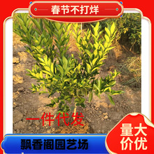 ���lɰ���ٴ�Ƥ��۽��Ә������Ե����̨ͥԺ�ļ��Nֲ�ϱ�������