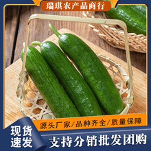 山东水果小黄瓜生吃现摘现发新鲜小青瓜3斤包邮水果黄瓜一件代发