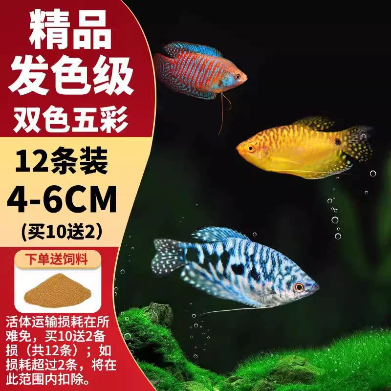 Саженцы холодноводной рыбы Yulan Shoujian, живая рыба, мелкая пресноводная, хорошее кормление, живая рыба Lili, Manlonfish