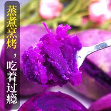 紫薯山东新鲜紫罗兰香甜红薯紫心蜜薯番薯地瓜蔬菜批发2/10斤跨境