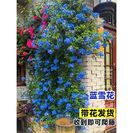 蓝雪花爬藤大苗庭院花卉盆栽特大棒棒糖耐热植物阳台藤本带花发货