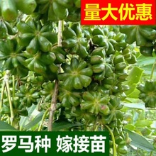 �V���˽���޽����_�R�|�s�N���ڹ��������˽ǘ���˽Ǵ�����