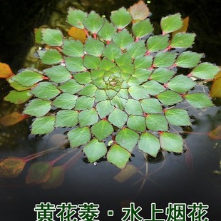 Water Fireworks, Sunflower, Water Grass, Yellow Flower, Water Chestnut, Guatemala Water Lilac, Fireworks, Duckweed Plant, Water Chestnut, Water Chestnut, Polygonum