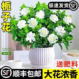 盆栽;种子;树苗