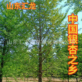 银杏树30公分批发 基地长期批发1到80公分白果树 货源充足银杏树