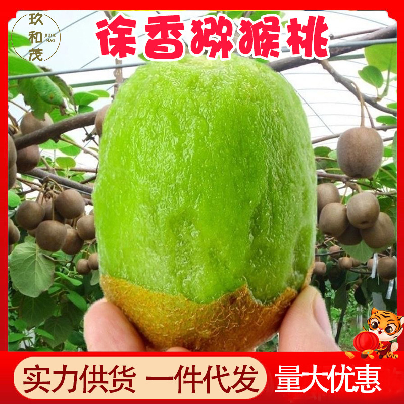 Authentic Shaanxi Xuxiang Kiwi 4.5kg Whole Box of Fresh Seasonal Fruits 10 Wholesale Free Shipping 5 Green Heart Kiwi 3
