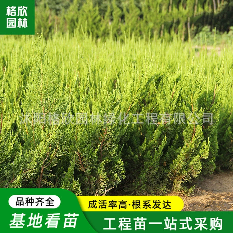 Xiaolongbai Мяо Базовый оптовый проект Озеленение Цветной блок Хедж Высокоскоростная дорога Озеленение Longbai Мяо Longbai Ball