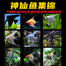 �߲������~��Ꭷ�~�����Eʯ�{ħ�����~���͟Ꭷ�~�^�p���w�~���]