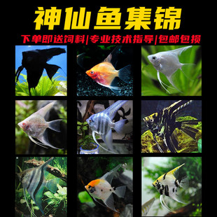 �߲������~��Ꭷ�~�����Eʯ�{ħ�����~���͟Ꭷ�~�^�p���w�~���]