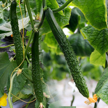 ������̖ˮ���S�ϷN�Ӹ߮a�r�Ҳˈ@�����r���ļ����׷N�߮a�߲���