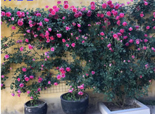 һl¼ļ_ٱ¼NޱͥԺ̨