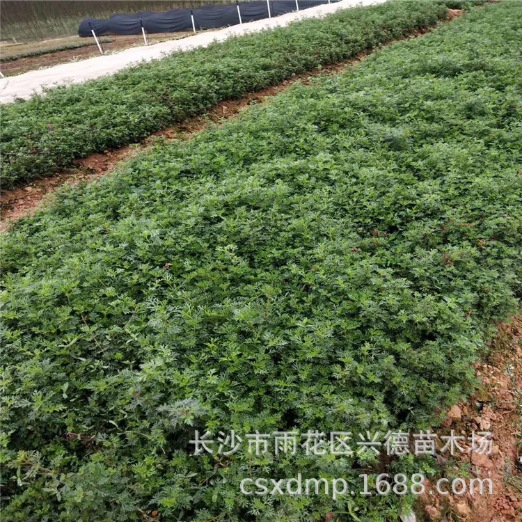 微信图片_202003041114304