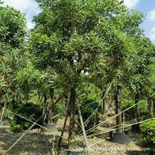 银鳞风铃木金花风铃木黄金风铃木批发5-22厘米