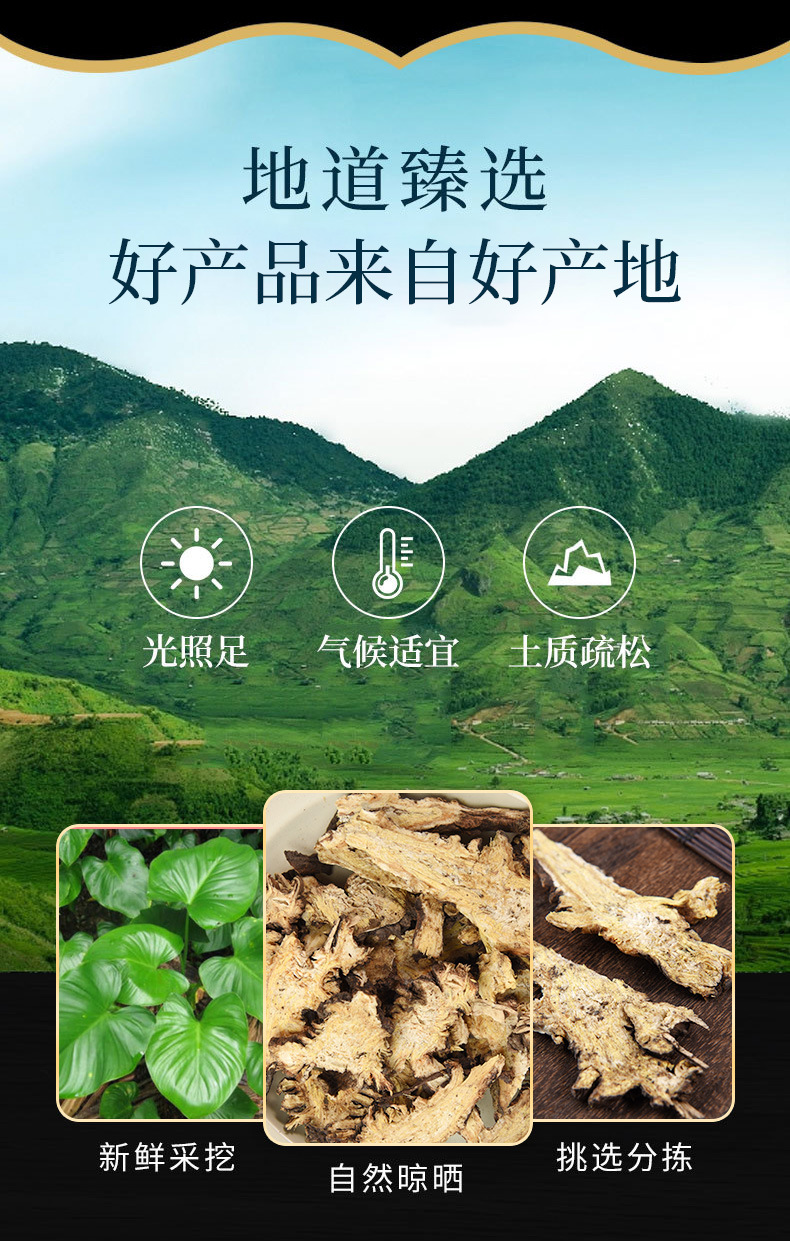 Gao Ben (Ligusticum sinense) — Dried Rhizome Herb for Decoction & Warming Blends overview
