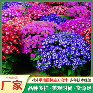 Multi-Flowered Melon Seeds, Medium Flower Potted Plant Series, Home Gardening Planting Melon Seeds