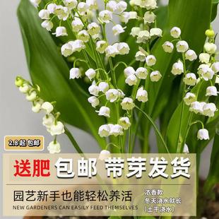Lily of the Valley Seedlings with Buds, Bulbs with Roots, Indoor and Outdoor Cold-Resistant, Easy-To-Live Flowering Plants and Flower Pots for All Seasons