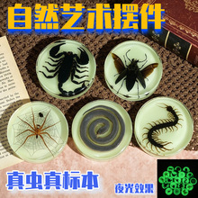 千年虫滴胶昆虫标本摆件夜光创意新奇礼品博物馆藏品树脂工艺品