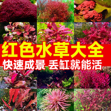 �tɫˮ��ֲ���~���쾰�ŷ��B�~���òݸ����B�ײ�������ݟo����