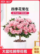 杜鹃花盆栽重瓣花卉植物室内四季开花鲜花带花苞树苗绿植好养易活