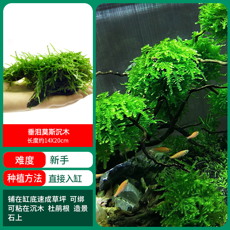 울고 있는 이끼가 쌓인 나무 [얼리 어답터 가격]❤특별한 제안]