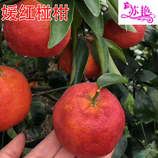 �¼t�ո�����Ʒ�N�t��ո̘���ɳ�ǽ۟o���۽����Ә�����¼t����