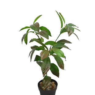 ����ֲ����~�Ӱ��ژ��ę��~���w֦����~�ӾG�����̏S�����l