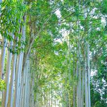 �������N�� �����С�V��9̖��N�� �{������� ��ľ�N���·N