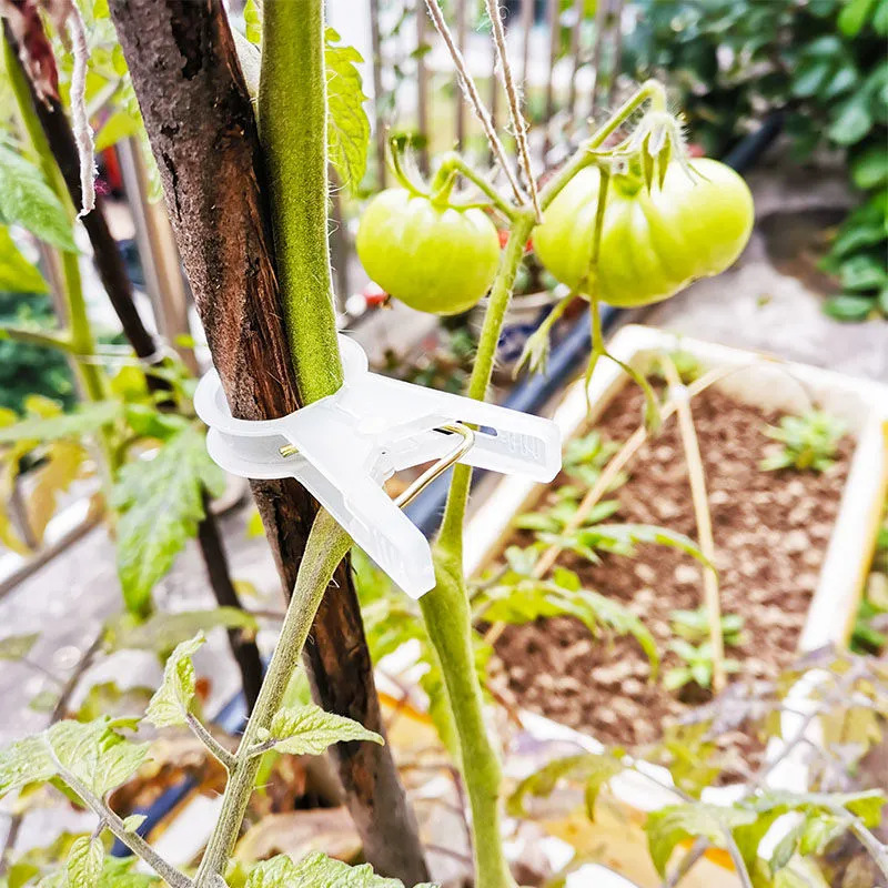 colgar pepinos de invernadero, colgar pepinos de tomate