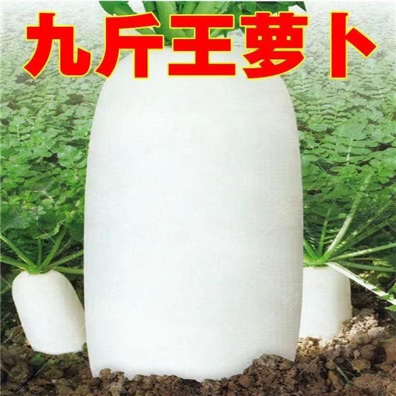 秋冬九斤王特大萝卜种子四季高产白玉大青扬州圆萝卜农家菜园种籽
