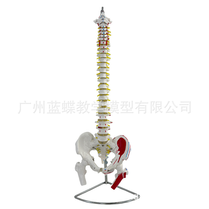 ��ѧ80CM��Ȼ�����弹׵�������������ɫ��׵��������ɹǼ���