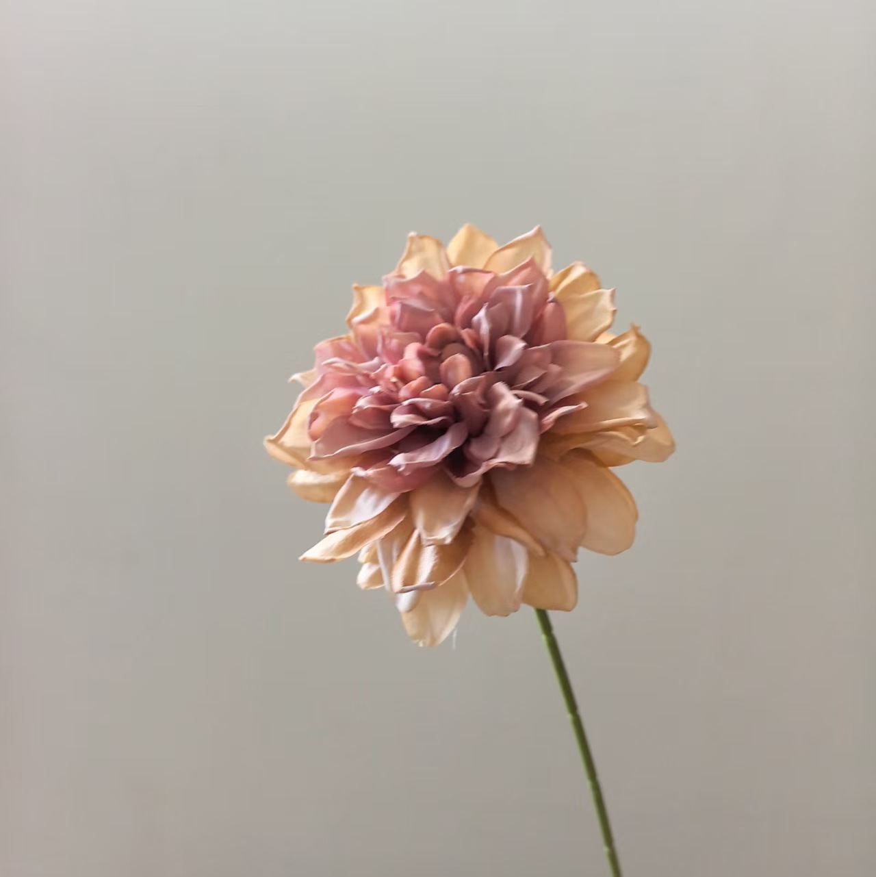 밝은 갈색