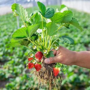 �ļ�ԭ���t����Ͳ�ݮÓ��Ѩ�P�����������̨�ϱ����Nֲ�҃�