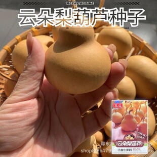 녶�����J�N�������ֶ�С���J�N��С����������J�����̨�Nֲ��