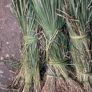 Manufacturers Supply Base Wholesale Imperata Seedlings Aquatic Plants Imperata Wetland Greening Environment Transformation Aqua